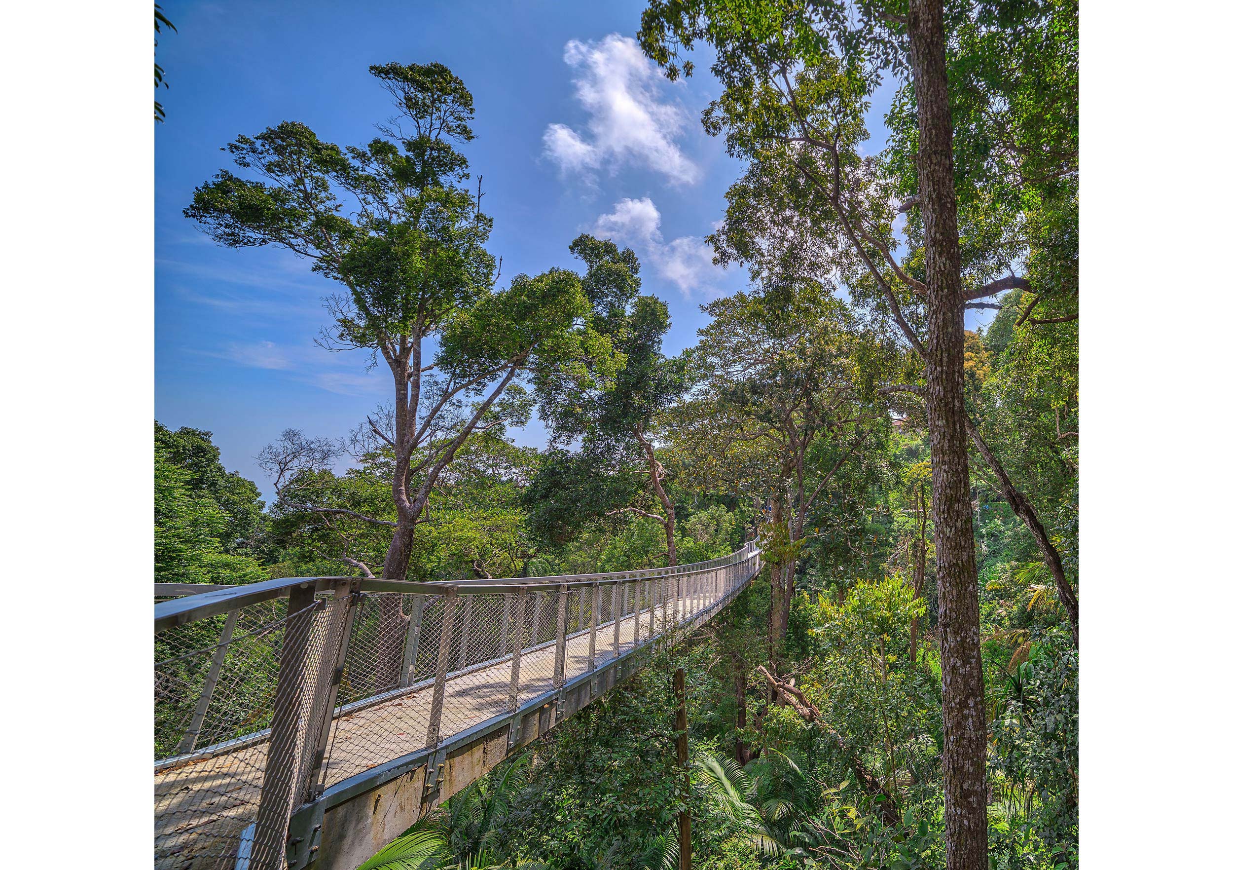 Most ˝Langur Way Canopy Walk, Penang˝