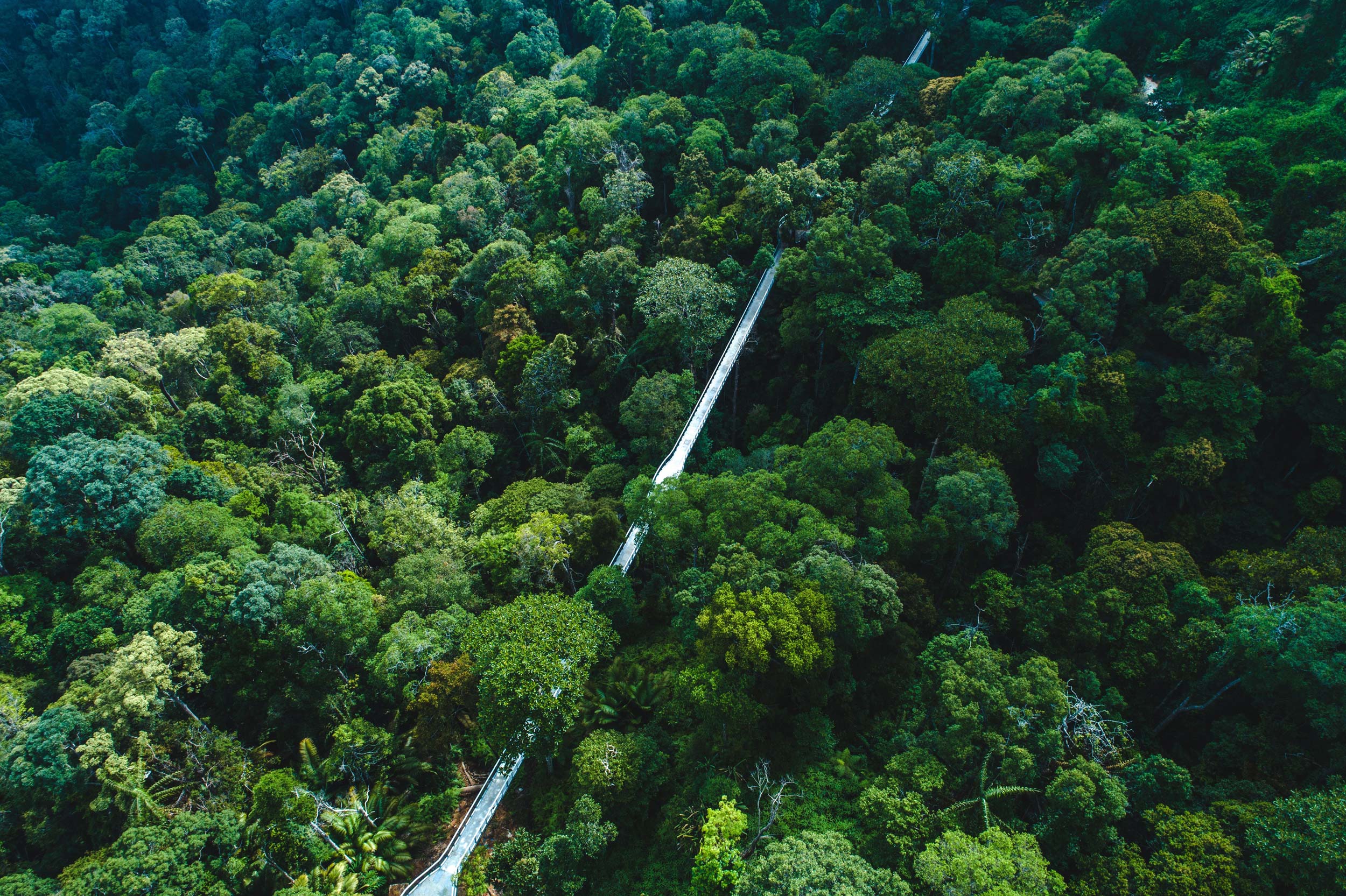 Most ˝Langur Way Canopy Walk, Penang˝