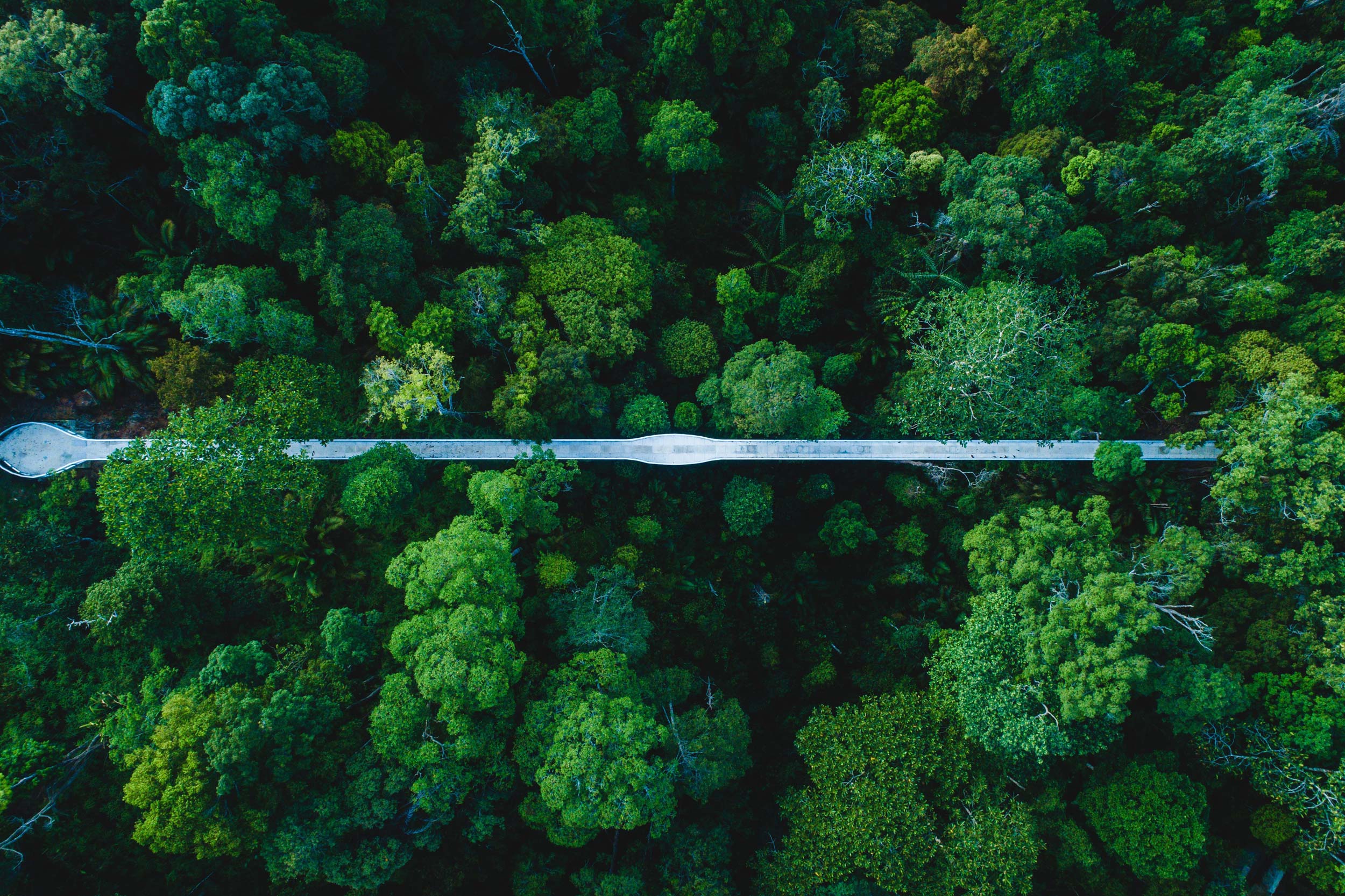 Most ˝Langur Way Canopy Walk, Penang˝